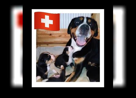 Reinrassiger Große Schweizer Sennenhund Welpe aus HD-, ED-, OCD-freier Zucht