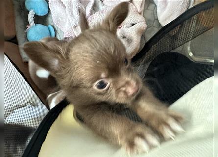 Reinrassige Chihuahuawelpen - Aiden Langhaar noch in liebevolle Hände abzugeben