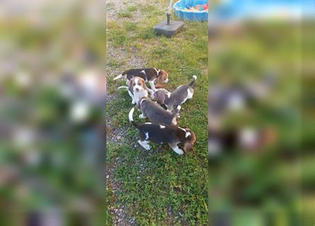 Reinrassige Beagle Welpen mit Ahnentafel