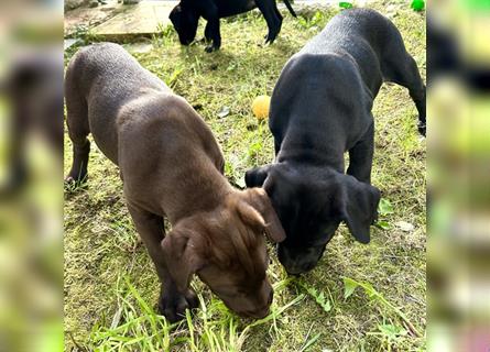 Labrador Welpen, 2 schwarze Rüden, 1 braune Hündin suchen