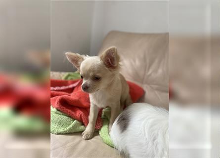 Chihuahua Hündin Welpen Langhaarig