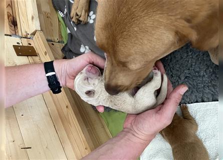 Labrador Welpen (Arbeitslinie) blond und creme