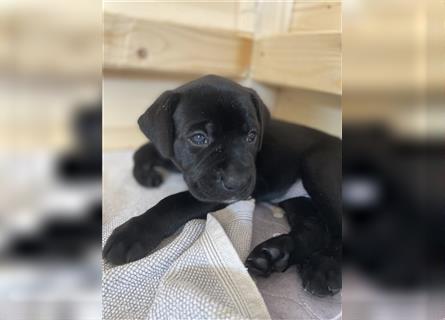 WelpenKörbchen gesucht für hübsche  Labrador-Boxer Mischlings Welpen werden mit 10 Wochen abgegeben