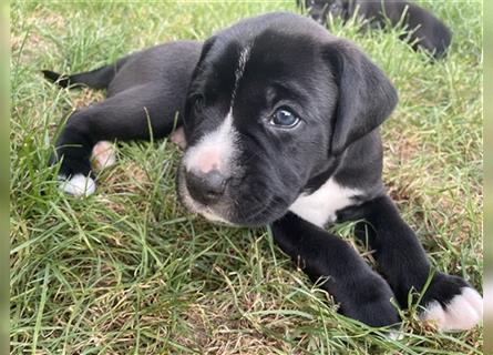 WelpenKörbchen gesucht für hübsche  Labrador-Boxer Mischlings Welpen werden mit 10 Wochen abgegeben