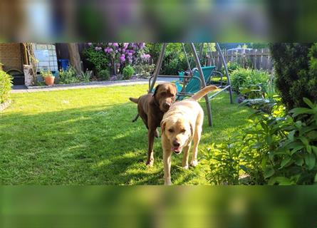 Süße Labrador Welpen suchen liebevolles Zuhause!