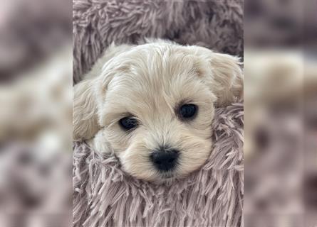 Zauberhafte Maltipoo Welpen F1