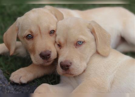 Leopard Labrador Dog Welpen