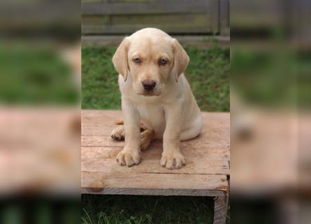 Leopard Labrador Dog Welpen