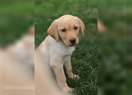 Leopard Labrador Dog Welpen