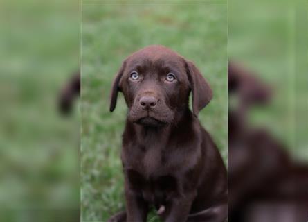 Leopard Labrador Dog Welpen