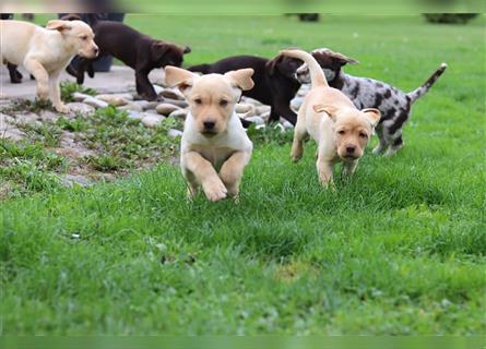 Leopard Labrador Dog Welpen