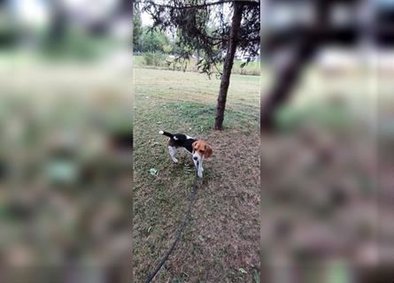 Srecko Beagle aus der Not
