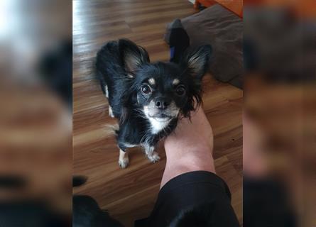 süße Chihuahua Welpen