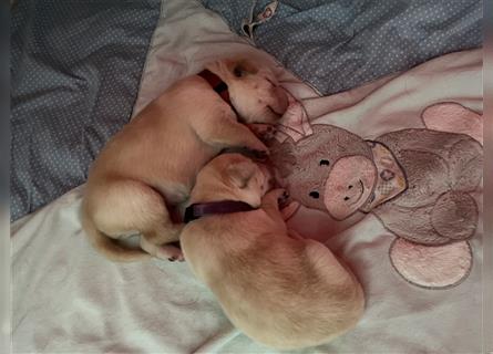 Labrador Welpen reinrassig mit Papieren