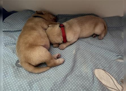 Labrador Welpen reinrassig mit Papieren