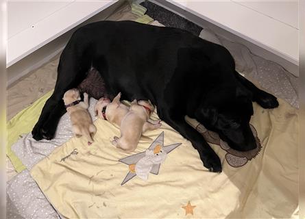 Labrador Welpen reinrassig mit Papieren