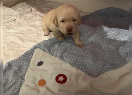 Labrador Welpen reinrassig mit Papieren