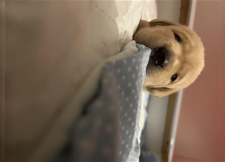 Labrador Welpen reinrassig mit Papieren