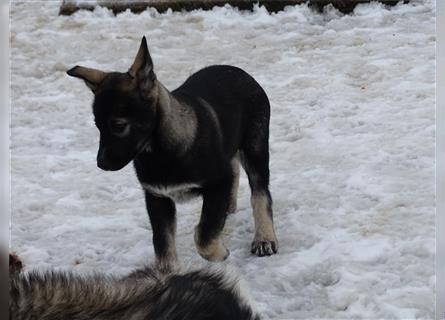 Wolfsschäferhunde (Sandros Leisha Dog, der Hund im Wolfslook, robust, gesund, lauffreudig)