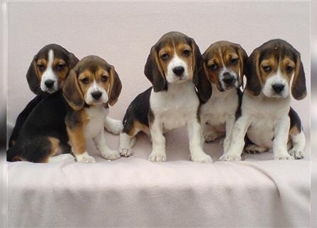 Sehr süße Beagle Welpen tricolor abzugeben!