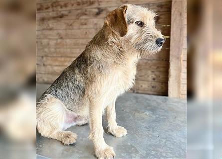 *R*: superlieber Familienhund FELIX - 2,5 Jahre, 50cm/22kg - Mischling
