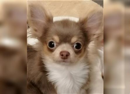 Chihuahua Welpe Rüde