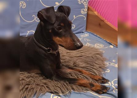Manchester Terrier Sommerwurf 24 in Planung