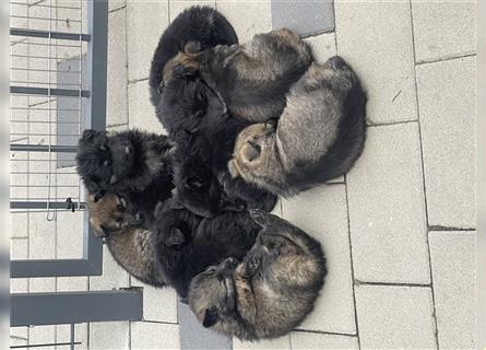 Wunderschöne, gesunde deutsche Schäferhunde