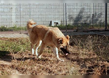 Magda: Schäferhund-Spinone-Mischling
