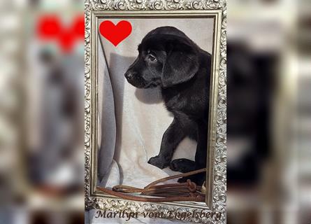 ❤️ Wunderschöne Labrador Welpen m.  P. / Ahnentafel  