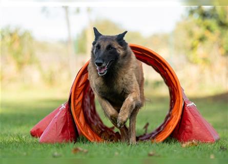 Belgische Schäferhunde: Tervueren vom Annweilerer Tal