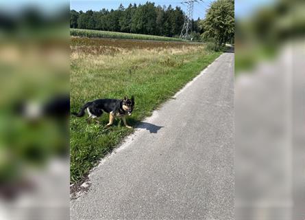 Altdeutscher Schäferhund mit Ahnentafel Lennox