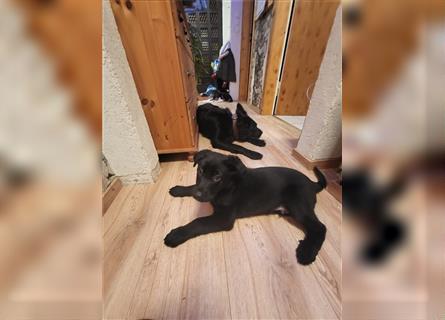 Schwarzer Labrador-Schäferhund Rüde abzugeben
