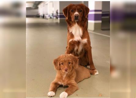 Reinrassige Nova Scotia Duck Tolling Retriever Welpen