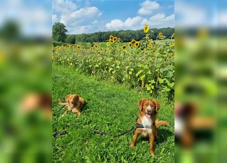 Reinrassige Nova Scotia Duck Tolling Retriever Welpen