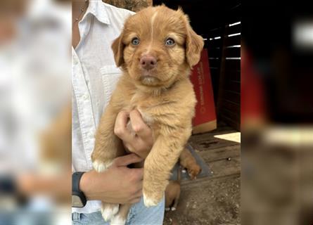 Reinrassige Nova Scotia Duck Tolling Retriever Welpen