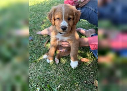 Reinrassige Nova Scotia Duck Tolling Retriever Welpen