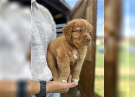 Reinrassige Nova Scotia Duck Tolling Retriever Welpen