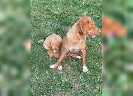 Reinrassige Nova Scotia Duck Tolling Retriever Welpen