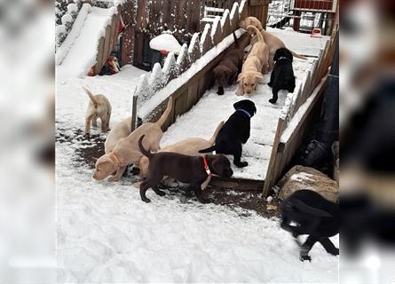 Labrador Welpen      Unsere Zwerge suchen DICH