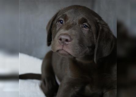 Ein schokobraunes Labrador Mädchen sucht ein neues Zuhause