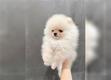 Mini Bärchen Pomeranian Welpe Boo