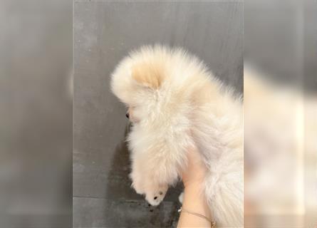 Mini Bärchen Pomeranian Welpe Boo