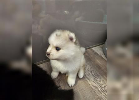 Pomsky F2 bis 7kg Zwergspitz Husky Pomeranian Minihusky blaue Augen