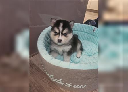 Pomsky F2 bis 7kg Zwergspitz Husky Pomeranian Minihusky blaue Augen