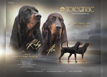 BLACK AND TAN COONHOUND