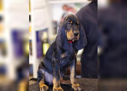 BLACK AND TAN COONHOUND