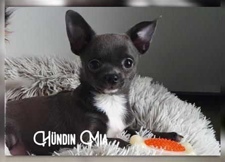Chihuahua Welpen mit Ahnentafel