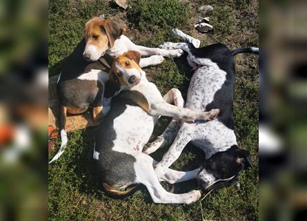 Russische Bracke gekreuzt mit Deutschem Wachtel Hund