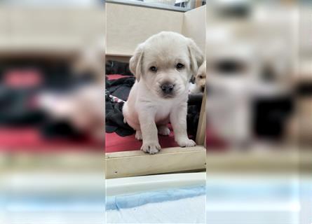 Wurfankündigung Labrador Familienaufzucht mit Liebe